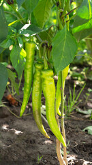 Green hot chili peppers. Spicy peppers bush growing in greenhouse. Hot pepper improves blood circulation.