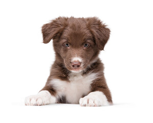 A funny little funny puppy looks at the camera and paws are on top. Border Collie. The background is isolated.