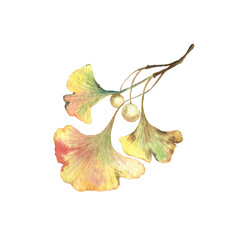 Ginkgo gingo biloba isolated on white leaves and seeds branch. Watercolour foliage medical treatment.