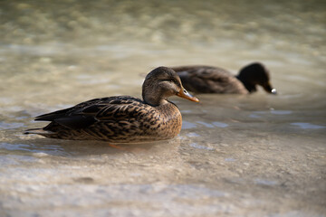 Ente