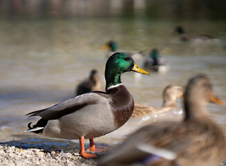 Ente