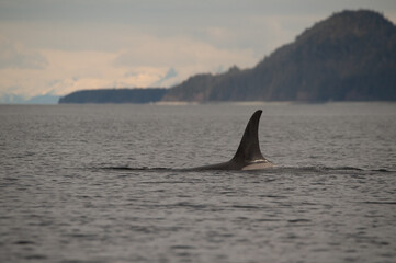 orca in the sea
