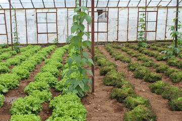 Two different kinds of lettuces inside the greenhouse