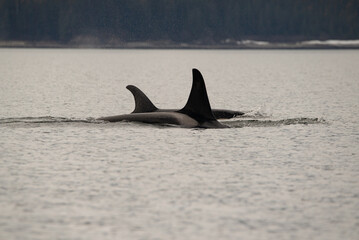 orca in the sea
