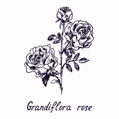 Grandiflora rose, flower, leaves and buds, doodle ink drawing with inscription, vintage style woodcut