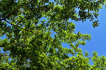 Trees in tropical rainforest view from below