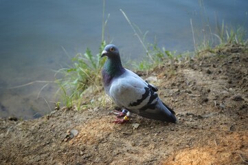 Pigeon on the shore of the lake