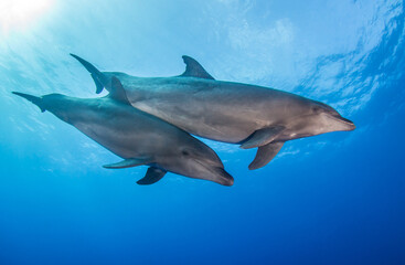 Couple of dolphin