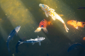 carp swimming in a small lake in the sun