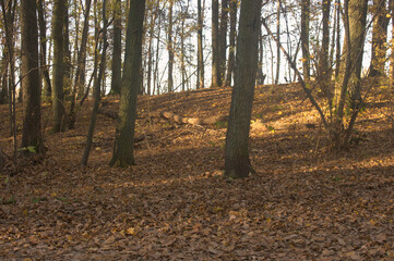 Las jesienią © Piotr
