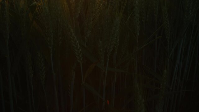 4K jib or crane clip of the sun setting over wheat or barley field at sunset
