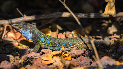 Die Kanarische Eidechse ein Tierporträt.