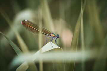 Closeup of a dragonfly on a plant