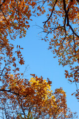 Copy space made of sky and trees. A natural autumn concept.