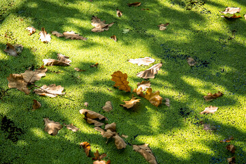 Sunny autumn day. Autumn Park. dry oak leaves on the surface of the swamp. Natural autumn landscape