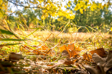 Sunny autumn day. Autumn Park. Dry fallen leaves in the foreground. Natural autumn landscape