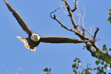 Bald eagle at White Rock Lake, Dallas, Texas.