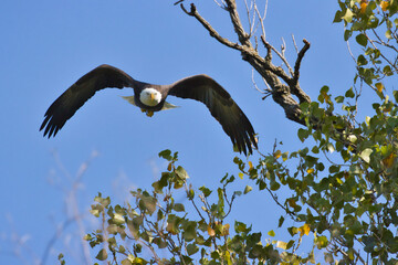 Bald eagle at White Rock Lake, Dallas, Texas.