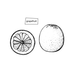 Modern grapefruit sketch set, great design for any purposes. Elegant style.. Outline illustration. Hand drawn fruit juice. Vector drawing.