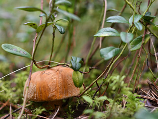 Handsome robust - a small orange Mossiness mushroom in the forest among the twigs of lingonberry and moss on a sunny evening.