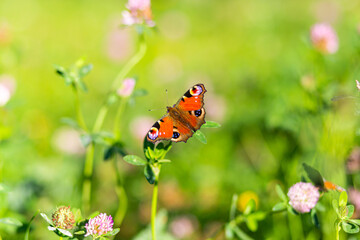 Fototapeta na wymiar A beautiful butterfly admiral flies, sits on a flower, spread its wings