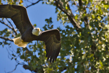 Bald eagle at White Rock Lake, Dallas, Texas.