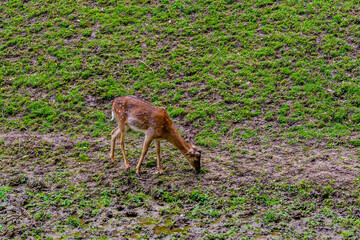 Naklejka na ściany i meble Young white tail deer (Odocoileus virginianus) grazing on a meadow