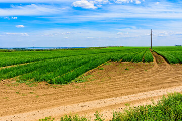 Agricultural field with the young green onion on summer