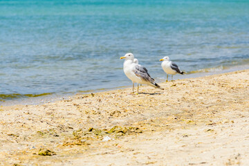 Sea gulls on sandy beach at seaside