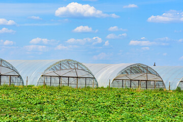 Greenhouses made with metal frame and polyethylene film at field of the marrow plants