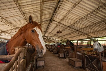 Fototapeta premium horse and foal