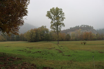 Liguria, Italy - October 24, 2021: Colorful autumn leaves fallen on the road. Beautiful texture with yellow and orange oak and maple leaves. Leaf fall concept background with raindrops, wallpaper.