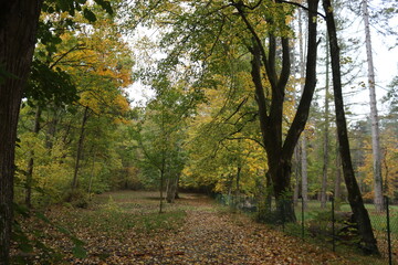 Liguria, Italy - October 24, 2021: Colorful autumn leaves fallen on the road. Beautiful texture with yellow and orange oak and maple leaves. Leaf fall concept background with raindrops, wallpaper.