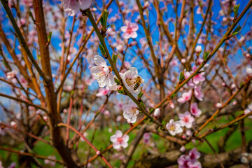 Blooming summer and beautiful macro flowers .