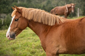 horse in the field