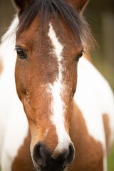 Fototapeta premium portrait of a horse