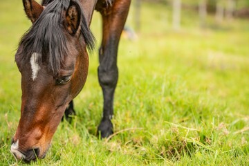 Obraz premium horse in the meadow