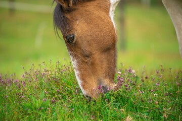 horse eating grass
