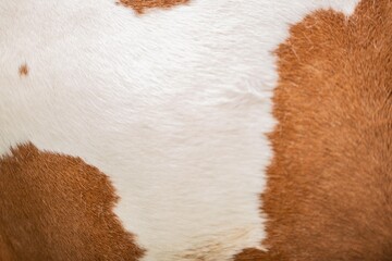 fur texture background