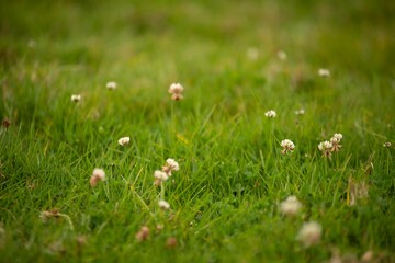 Fototapeta premium grass and flowers