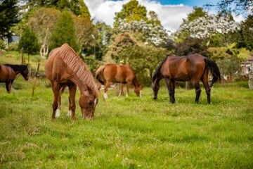 two horses grazing in a meadow