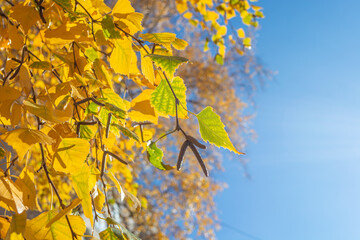 Autumn theme, yellow birch leaves