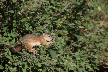 Ockerfußbuschhörnchen / Tree squirrel / Paraxerus cepapi