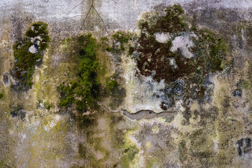 An old and dirty house wall overgrown with moss.