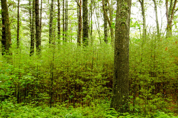 Quabbin Forest