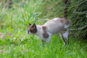Siamese cat marking territory with its urine in a hedge