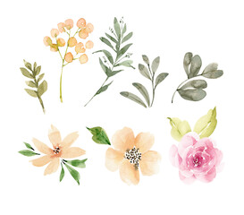 set of delicate watercolor flowers and plants, hand painted	
