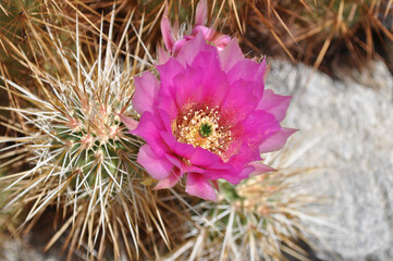 blooming cactus flower