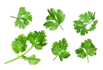 Set with fresh coriander leaves on white background