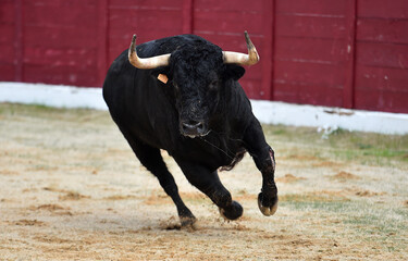 fighting bull wih big horns in spanish bullring